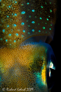 Squid on night dive,close up-Raja Ampat,no cropping. by Richard Goluch 